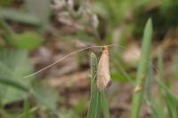 Nematopogon adansoniella