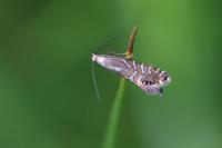 Glyphipterix thrasonella