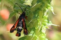 Pyropteron chrysidiforme