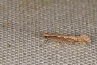 Plutella xylostella
