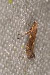 Calybites phasianipennella