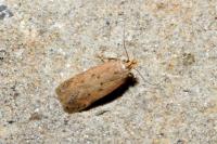 Bryotropha
