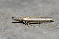 Pleurota aristella