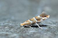 Cameraria ohridella