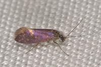Eriocrania