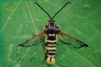 Synanthedon vespiformis