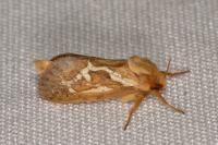 Korscheltellus lupulinus