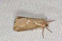 Korscheltellus lupulinus
