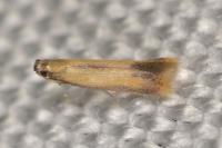 Coptotriche marginea