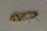 Triaxomera parasitella