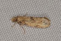 Morophaga choragella