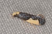 Monopis monachella