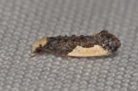 Monopis monachella