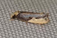 Monopis monachella