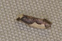 Monopis monachella