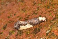 Monopis monachella