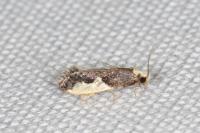 Monopis monachella