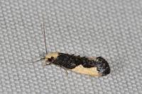 Monopis monachella