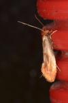 Tinea semifulvella