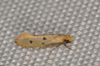 Tinea trinotella