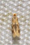 Bucculatrix ulmella