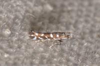 Parectopa ononidis