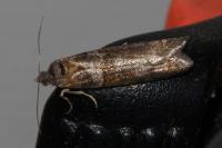 Tortricodes alternella