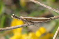 Pleurota aristella