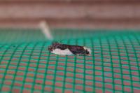 Monopis monachella