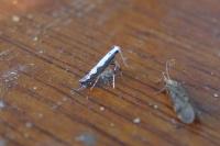 Dialectica scalariella