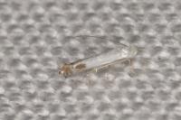 Lyonetia clerkella