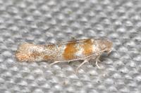 Cedestis gysseleniella