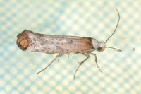 Pseudoswammerdamia combinella