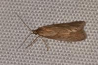Diurnea lipsiella