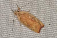 Agonopterix nervosa