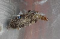Dahlica triquetrella