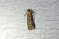 Tortricodes alternella