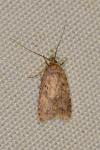 Agonopterix