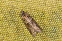 Tortricodes alternella