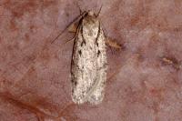 Semioscopis avellanella