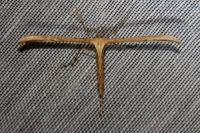 Emmelina monodactyla