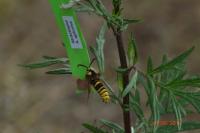 Sesia apiformis
