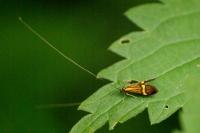 Nemophora degeerella