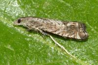 Selania leplastriana
