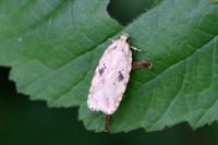 Agonopterix arenella