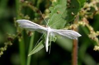 Pterophorus pentadactylus