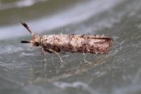 Ochsenheimeria taurella