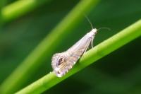 Glyphipterix thrasonella