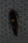 Incurvaria masculella