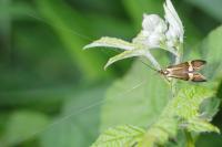 Nemophora degeerella